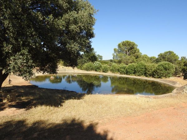 pantano