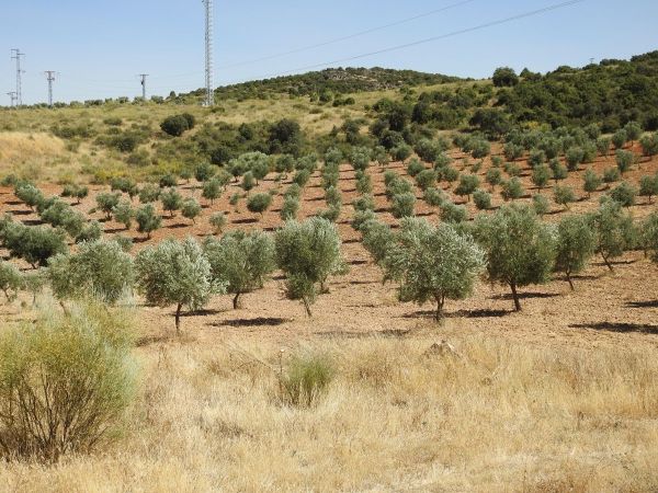 olivares